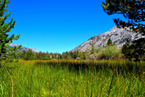 Evolution Meadow, California