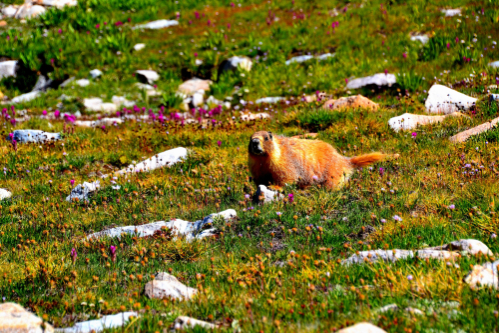 Sierra Nevada, California